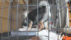 深田晶子ブリーダーからお迎えした柴犬：小鉄くん