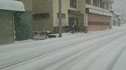 深田晶子ブリーダーからお迎えした柴犬：小鉄くん