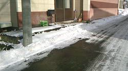 深田晶子ブリーダーからお迎えした柴犬：小鉄くん