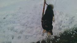 深田晶子ブリーダーからお迎えした柴犬：小鉄くん