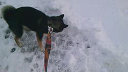 深田晶子ブリーダーからお迎えした柴犬：小鉄くん