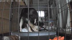 深田晶子ブリーダーからお迎えした柴犬：小鉄くん