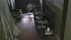 深田晶子ブリーダーからお迎えした柴犬：小鉄くん