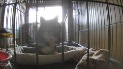 深田晶子ブリーダーからお迎えした柴犬：小鉄くん