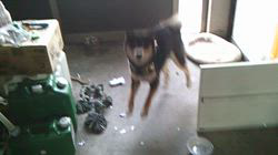 深田晶子ブリーダーからお迎えした柴犬：小鉄くん