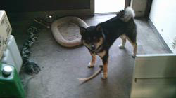 深田晶子ブリーダーからお迎えした柴犬：小鉄くん