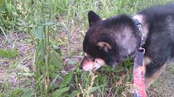 深田晶子ブリーダーからお迎えした柴犬：小鉄くん
