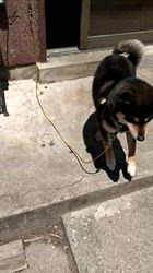 深田晶子ブリーダーからお迎えした柴犬：小鉄くん