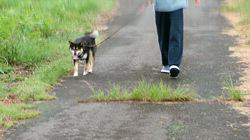 深田晶子ブリーダーからお迎えした柴犬：小鉄くん