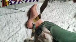 福井晴輝ブリーダーからお迎えしたアメリカンショートヘア：ミドくん