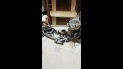 福井晴輝ブリーダーからお迎えしたアメリカンショートヘア：ミドくん