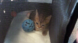 草間理恵子ブリーダーからお迎えしたアメリカンショートヘア：チョコくん