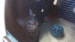 草間理恵子ブリーダーからお迎えしたアメリカンショートヘア：チョコくん