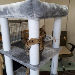 草間理恵子ブリーダーからお迎えしたアメリカンショートヘア：チョコくん