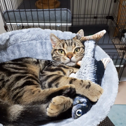 草間理恵子ブリーダーからお迎えしたアメリカンショートヘア：チョコくん