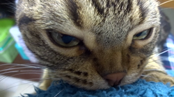 草間理恵子ブリーダーからお迎えしたアメリカンショートヘア：チョコくん