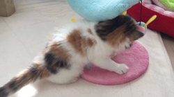 今松澄江ブリーダーからお迎えしたスコティッシュフォールド：クルミちゃん