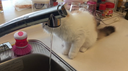 今松澄江ブリーダーからお迎えしたスコティッシュフォールド：クルミちゃん