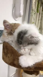 今松澄江ブリーダーからお迎えしたスコティッシュフォールド：クルミちゃん