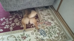 佐藤里美ブリーダーからお迎えした柴犬：りんちゃん