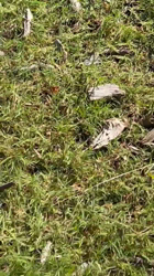 杉本絵美子ブリーダーからお迎えしたポメラニアン：アンズちゃん