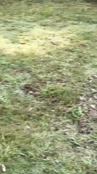 杉本絵美子ブリーダーからお迎えしたポメラニアン：アンズちゃん