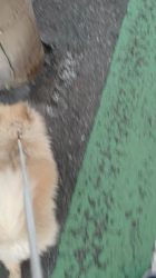 杉本絵美子ブリーダーからお迎えしたポメラニアン：アンズちゃん