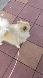 杉本絵美子ブリーダーからお迎えしたポメラニアン：アンズちゃん