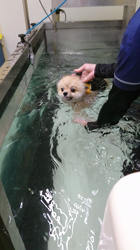 杉本絵美子ブリーダーからお迎えしたポメラニアン：アンズちゃん