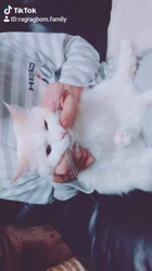 今村美由紀ブリーダーからお迎えしたラグドール：fuku.bom.Fくん