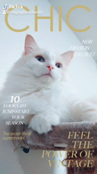 今村美由紀ブリーダーからお迎えしたラグドール：fuku.bom.Fくん