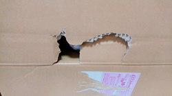 今村美由紀ブリーダーからお迎えしたラグドール：fuku.bom.Fくん