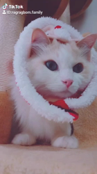 今村美由紀ブリーダーからお迎えしたラグドール：fuku.bom.Fくん