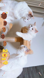 今村美由紀ブリーダーからお迎えしたラグドール：fuku.bom.Fくん