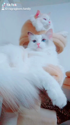 今村美由紀ブリーダーからお迎えしたラグドール：fuku.bom.Fくん