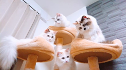 今村美由紀ブリーダーからお迎えしたラグドール：fuku.bom.Fくん