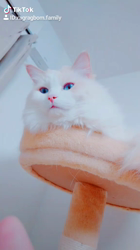 今村美由紀ブリーダーからお迎えしたラグドール：fuku.bom.Fくん