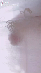 今村美由紀ブリーダーからお迎えしたラグドール：fuku.bom.Fくん