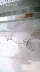 今村美由紀ブリーダーからお迎えしたラグドール：fuku.bom.Fくん