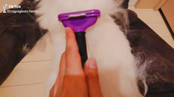 今村美由紀ブリーダーからお迎えしたラグドール：fuku.bom.Fくん