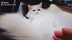 今村美由紀ブリーダーからお迎えしたラグドール：fuku.bom.Fくん