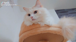 今村美由紀ブリーダーからお迎えしたラグドール：fuku.bom.Fくん