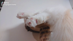 今村美由紀ブリーダーからお迎えしたラグドール：fuku.bom.Fくん