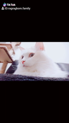 今村美由紀ブリーダーからお迎えしたラグドール：fuku.bom.Fくん