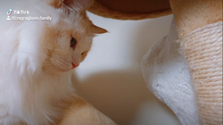 今村美由紀ブリーダーからお迎えしたラグドール：fuku.bom.Fくん