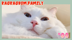 今村美由紀ブリーダーからお迎えしたラグドール：fuku.bom.Fくん