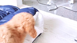 勝間大輝ブリーダーからお迎えしたトイプードル：あめくん