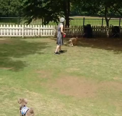 勝間大輝ブリーダーからお迎えしたトイプードル：あめくん