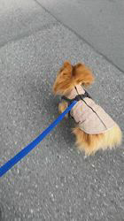 鈴木愛ブリーダーからお迎えしたポメラニアン：ポンタくん