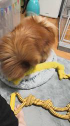 鈴木愛ブリーダーからお迎えしたポメラニアン：ポンタくん